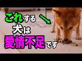 【見逃すと危険】愛情不足の犬だけが見せる行動・仕草を獣医師が解説します【2025年最新】