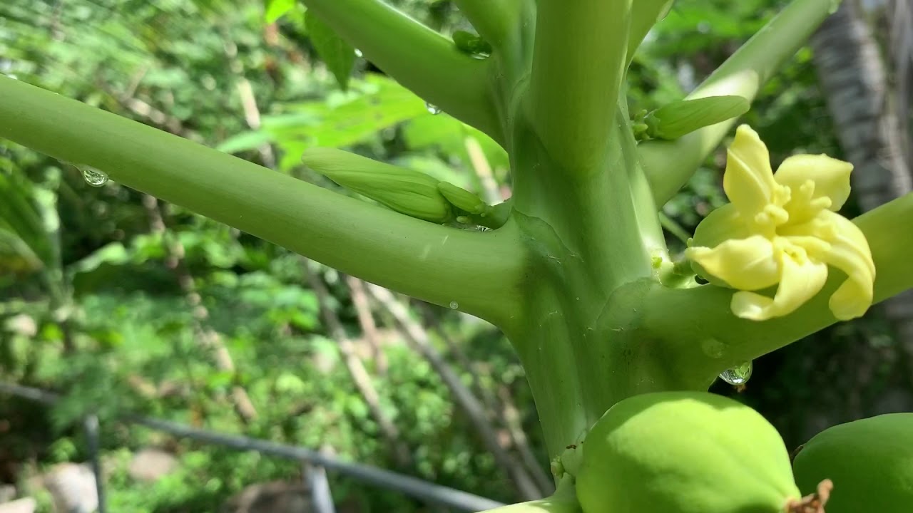 Female papaya flowers. YouTube