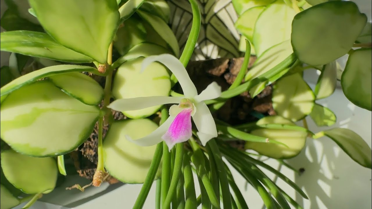 Хто рятує зараз, хто квітне. Моя улюблена катлея - Cattleya Fulvescens 