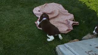 English Springer Spaniel Puppies For Sale