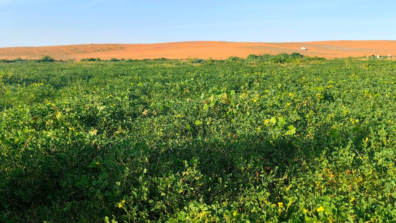 كشتة الحيراء والدهناء وأبواب ٢٧ - ٢٩ / ٧ / ١٤٤٥هـ
