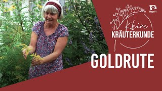 Goldrute | Für Nieren und Harnwege | Mini Kräuterkunde mit Ruth Pfennighaus