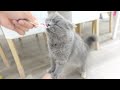 満面の笑みでチュールを食べる愛猫が可愛すぎたw