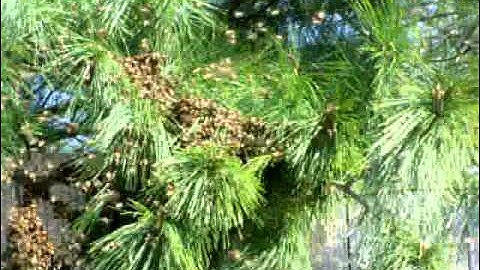 Honeybee Swarm Gathers on the Limb of a Pine Tree