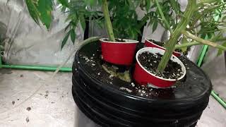 INDOOR GROW - DWC EXPERIMENT
