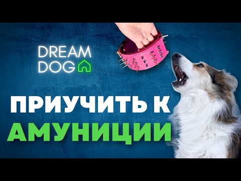 Видео: Как получить собаку или щенка, привыкшего носить ошейник и поводок