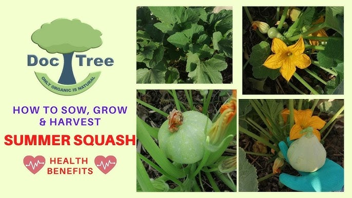 Growing Summer Squash A Step-by-step Guide 2024