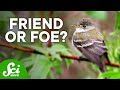 The Impact Of Invasive Species On Ecosystems And Biodiversity