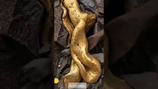 gold 🪙 story #golden #foryou #gold #goldbar #goldprice