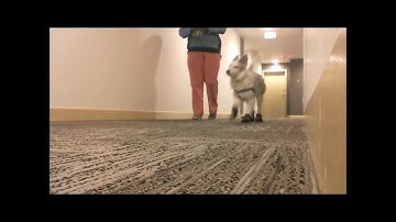 Reinforcement Zone and Recall Training