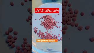 Parwazi Lal Goli Kabotar Baazi Mein Sham Tak Parwaz