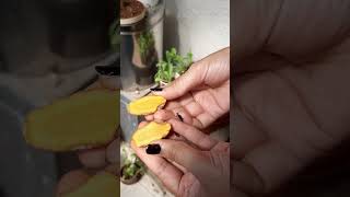 How to grow Turmeric/ हल्दी  in pots | Home  Garden ?   shorts turmeric gardening