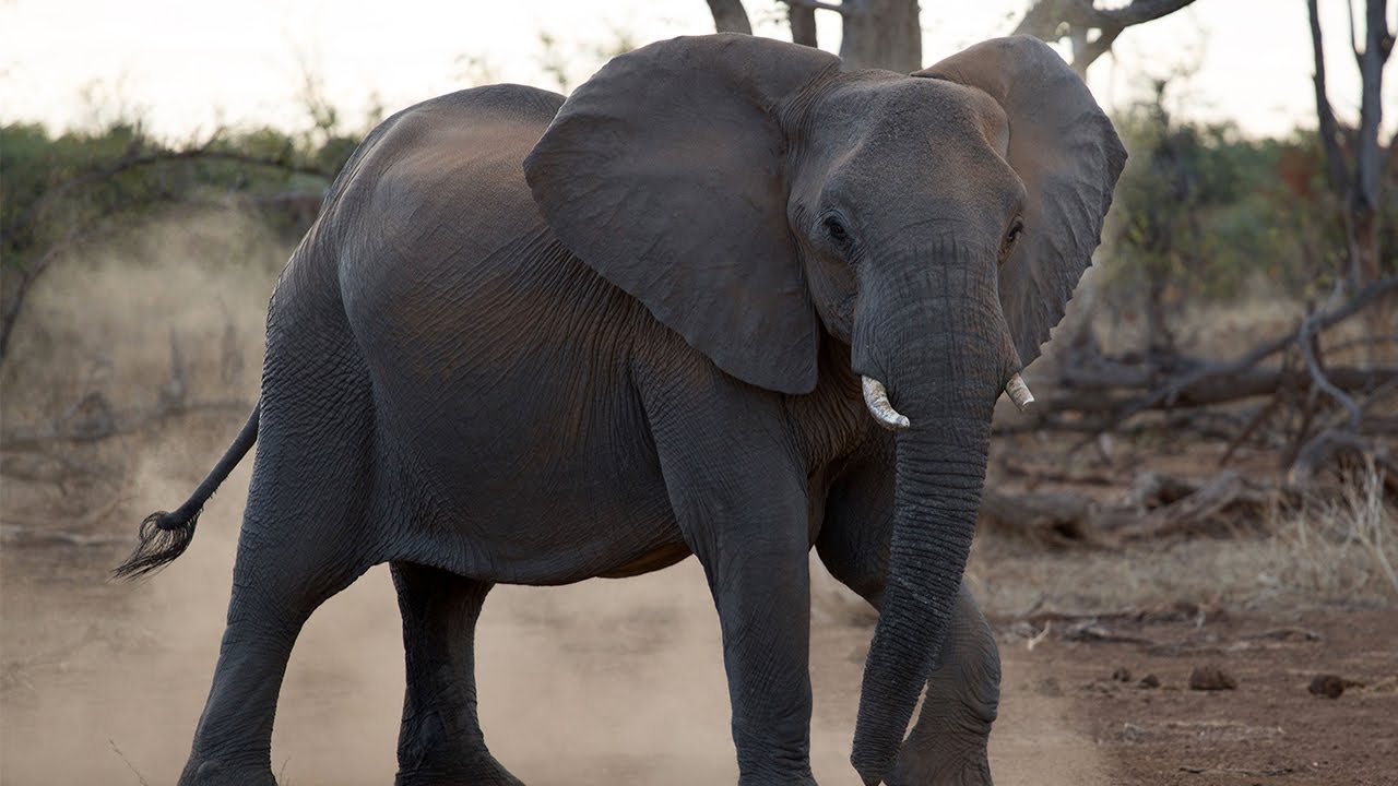 Moving Giants | Episode 1: Too Many Elephants | Forevermark