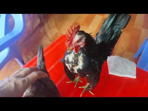 Video (gà đã bán)Gà tre kiểng gà serama gà mini gà bốn tháng... - youtube