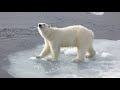 Polar Bear family encounter on the Arctic Ocean