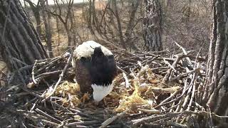 Decorah Eagles Mom Has Two Fish For Lunch 1\/9\/19