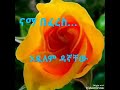 Andualem Dagnachew አንዷለም ዳኛቸው በዳማ ፈረስ