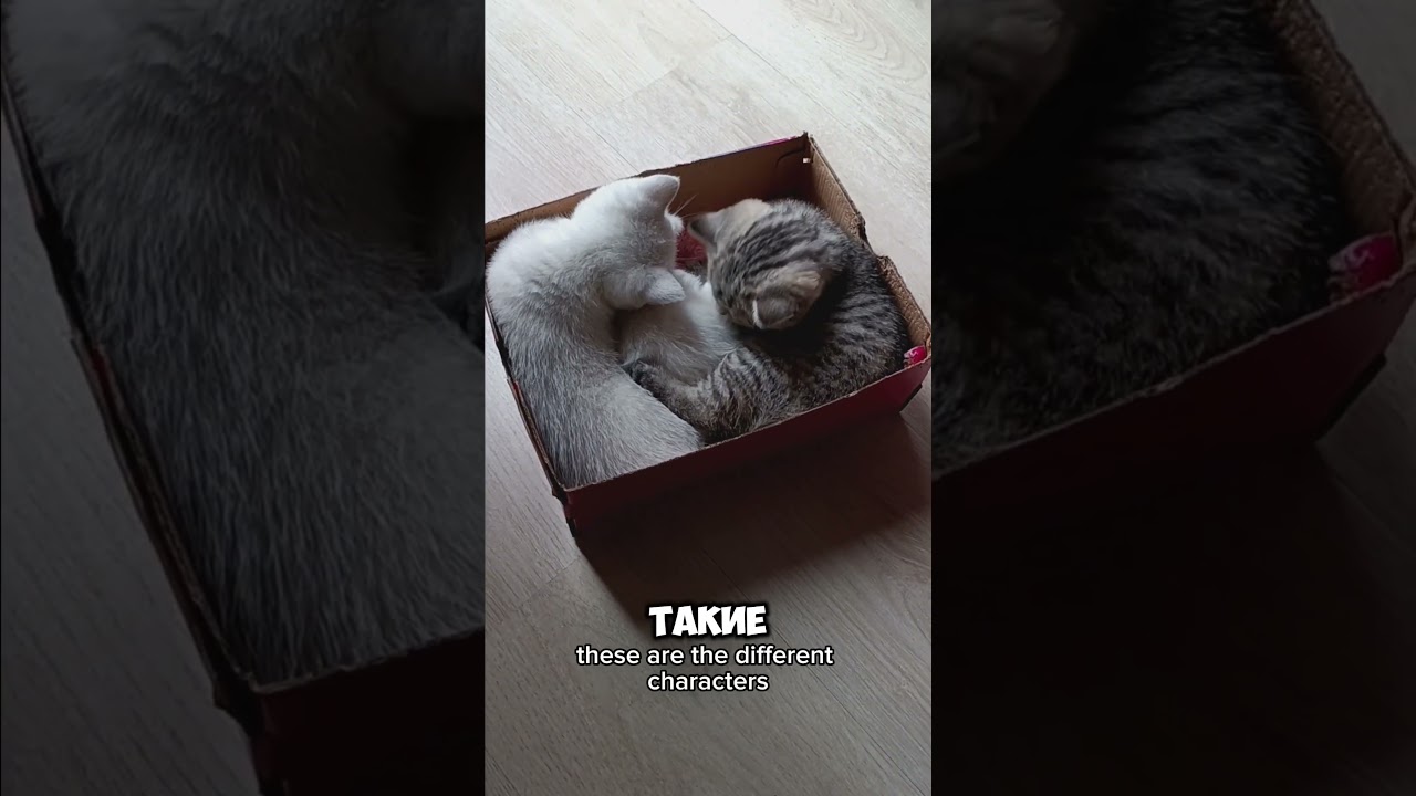 scratching post or box, which is better for me? 