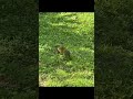 Agouti Foraging, Mindo, Ecuador, Responsible Travel South America from Maria E. 🇪🇨