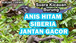 Burung Anis Siberia Jantan Free Music Download