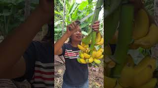 Harvesting Ripe Bananas on Trees #pisangawak