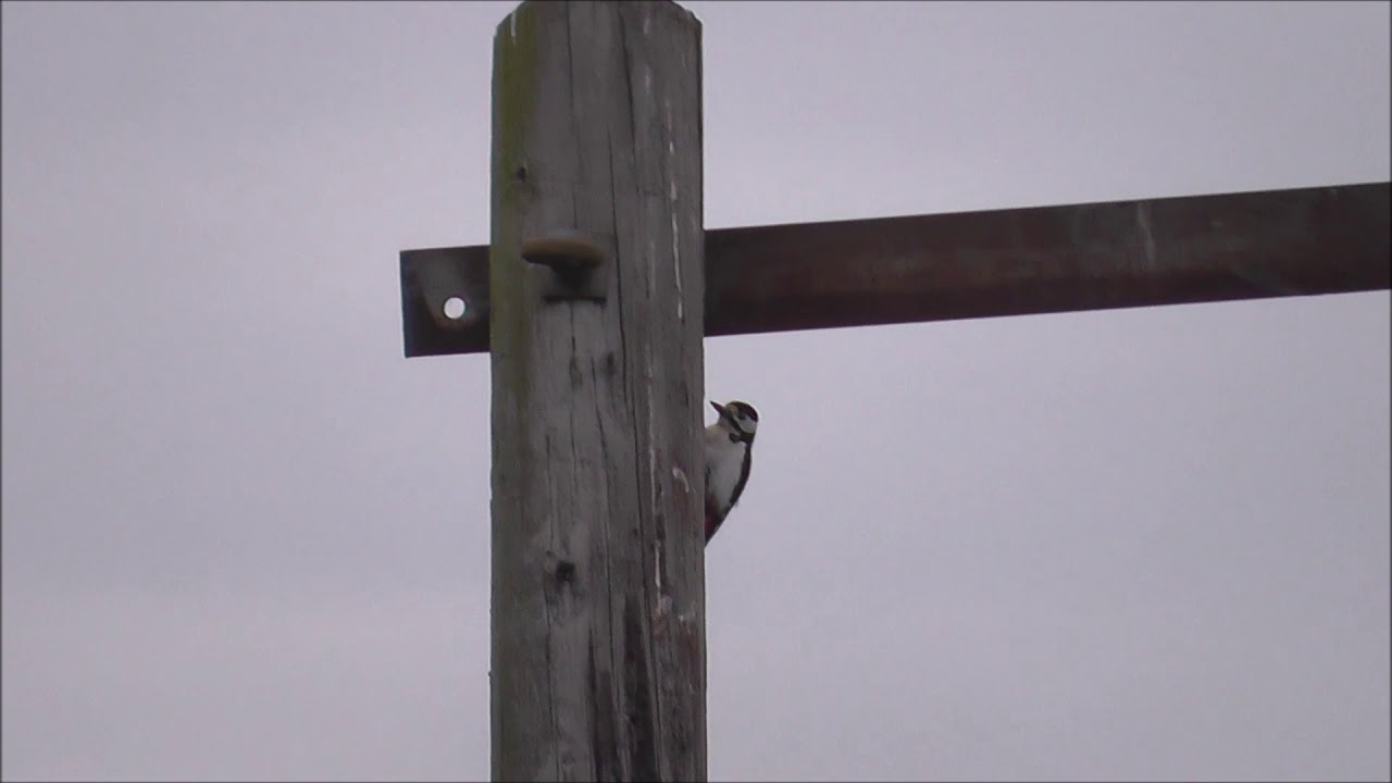 Great spotted woodpecker drumming YouTube
