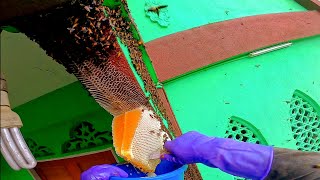 rezeki lebah madu di surau kg kubu pengambilan kali ketiga eps69