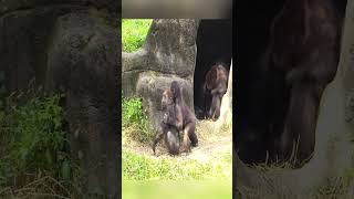 #Gorilla #ZooLife #GorillaLife #ZooAnimals