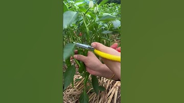 Smart way to cut and harvest large green chilies using scissors #shorts