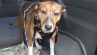 Our Family And Other Animals, Hugo The Staffie And Samba The Boxer X Dresser