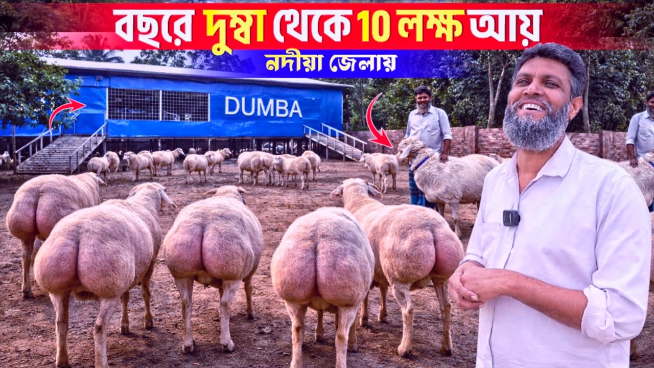 দুম্বা চাষ করে সফল খামারি নদীয়া জেলায় || Dumba farming in West Bengal || কিভাবে চাষ করবেন ?