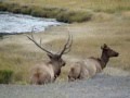 Elk Mating — at Madison, Yellowstone National Park  Fall 2010