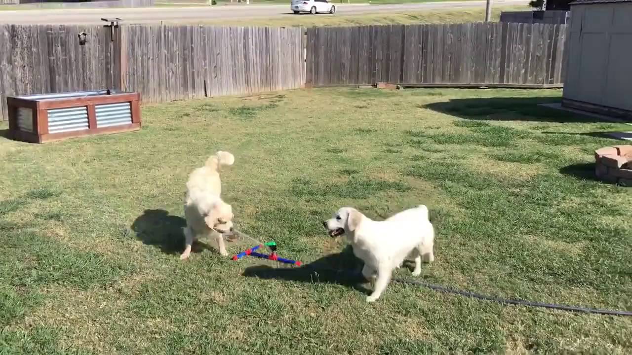 Perros saben exactamente cómo vencer el calor de Texas - YouTube