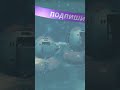 Рыбалка на Холодной Планете #nomanssky #nomansky #nomanssky2025 #nomanssky2026