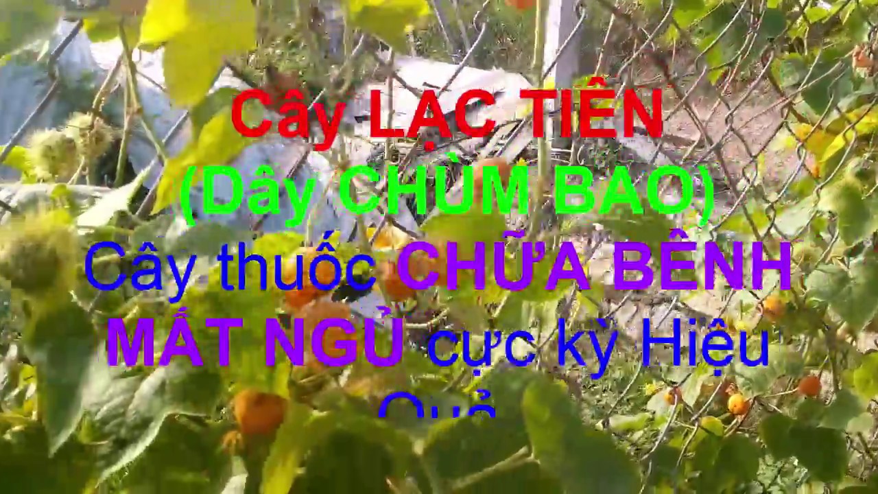 Cây Lạc Tiên (Dây Chùm Bao) - Cây thuốc chữa BỆNH MẤT NGỦ cực kỳ hiệu quả _ Cây thuốc Việt Nam