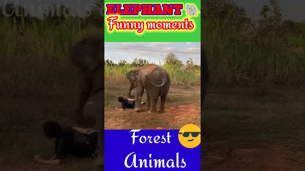 ELEPHANT || FUNNY MOMENTS || 