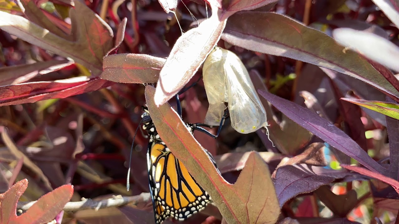 Time lapse Monarch Butterfly Adult Emerges From Chrysalis YouTube