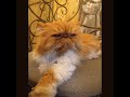 🐱☕ Recenze kavárny Cats &amp; Coffee Praha – místo, kde vládnou kočky a klid.