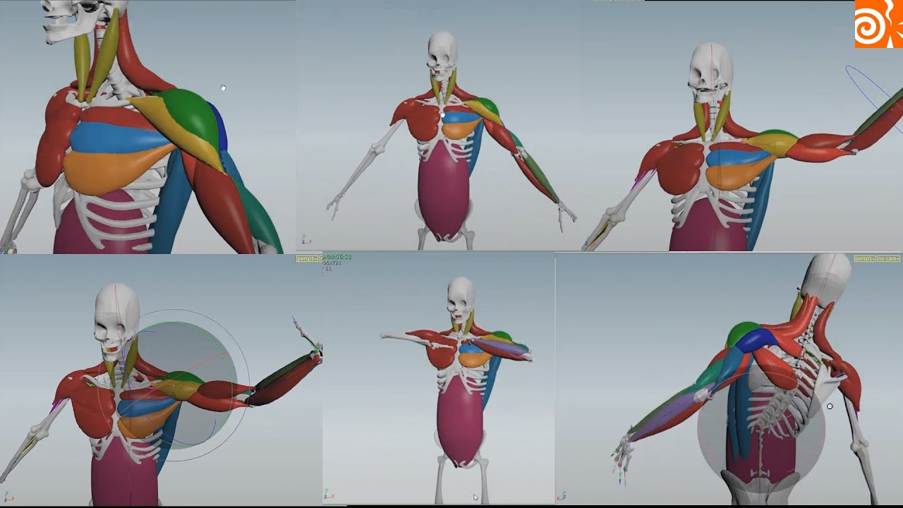 Muscle Rig Human muscle & rigging in houdini 15 ! - YouTube