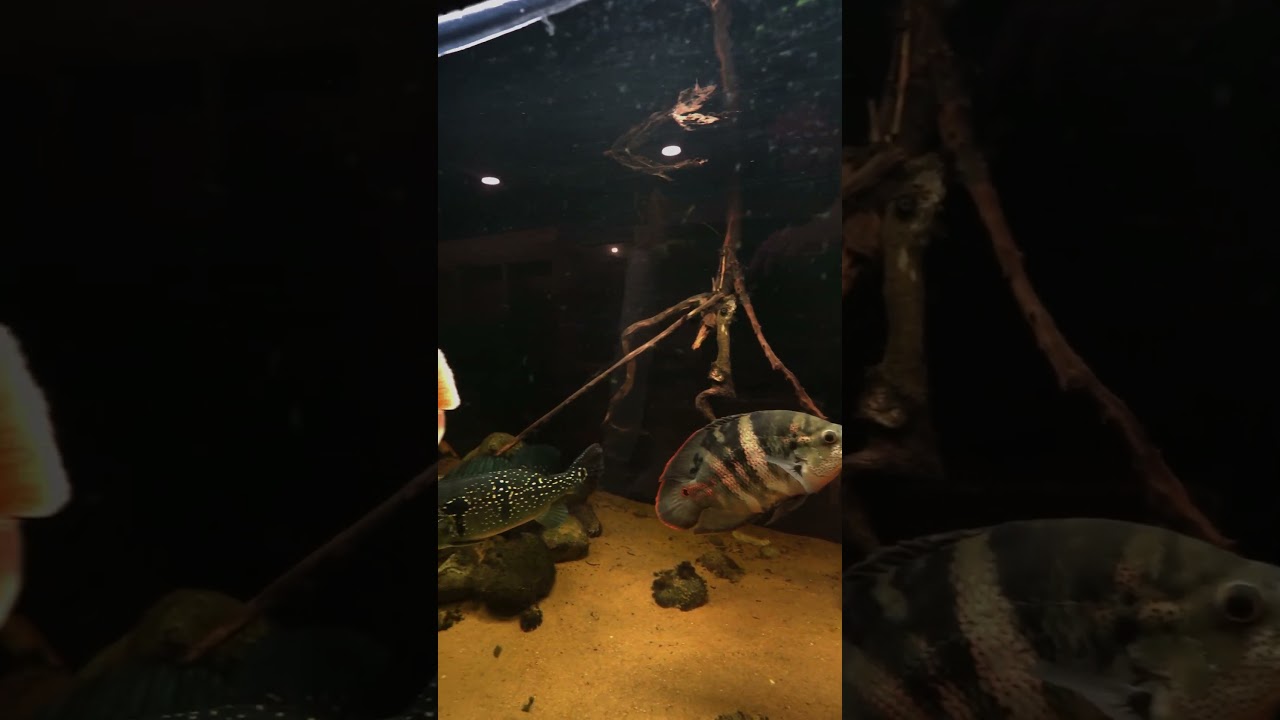 Practical Amazon River Mega Aquariums #aquarium #aquascapelowtech #fishtank