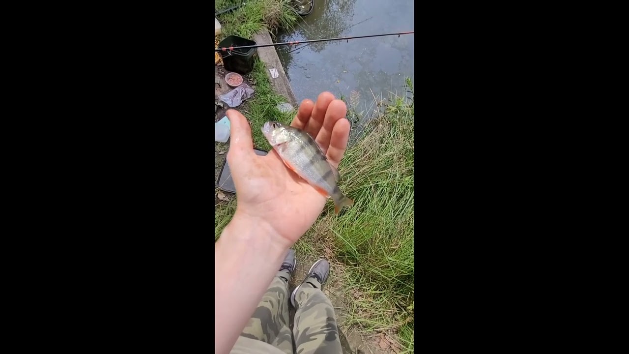 All the fish I caught today at magiscroft fisheries