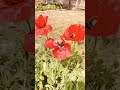 #flowers .#shorts #views #like