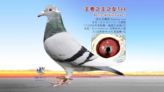 【依仿】B23-4003344