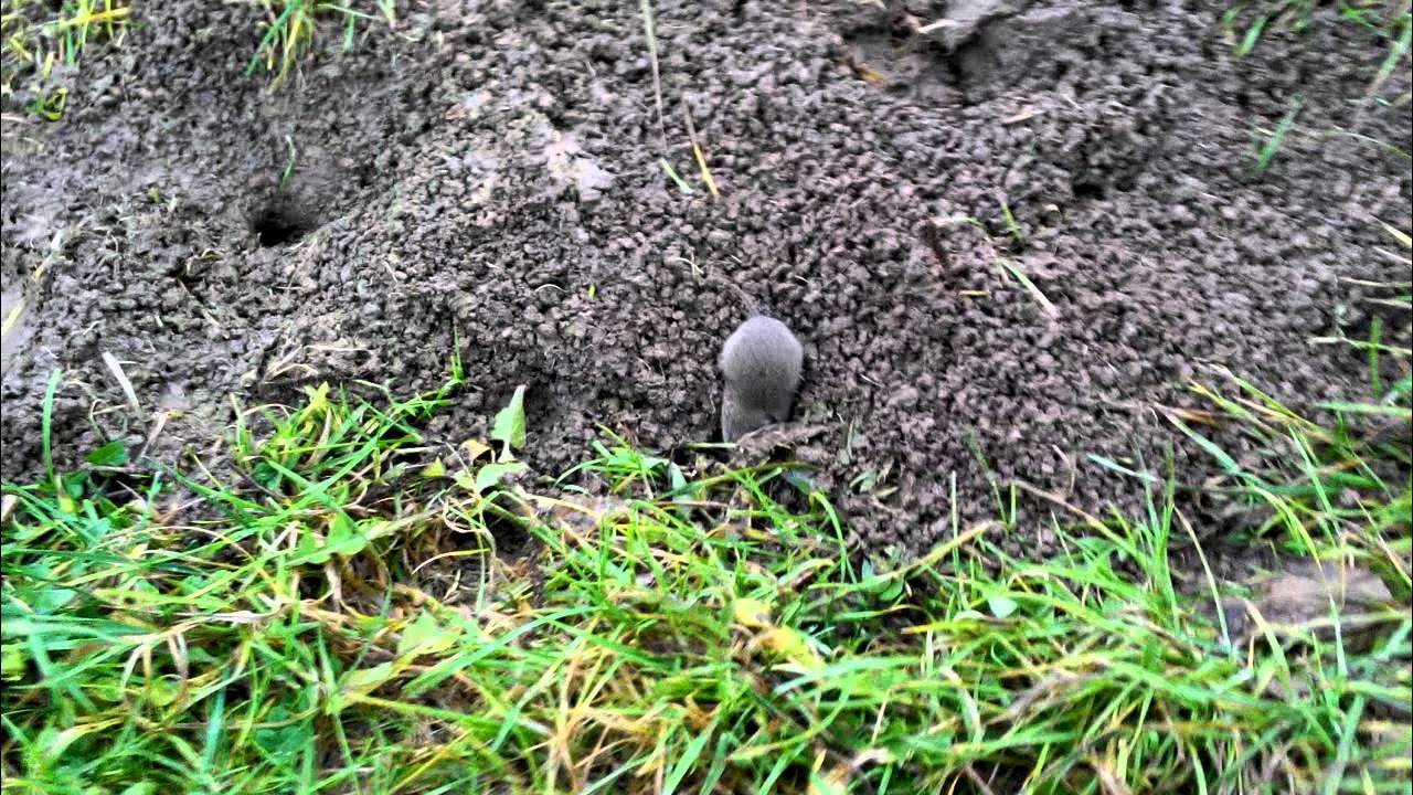 Мыши в огороде. Норы землеройки на огороде.