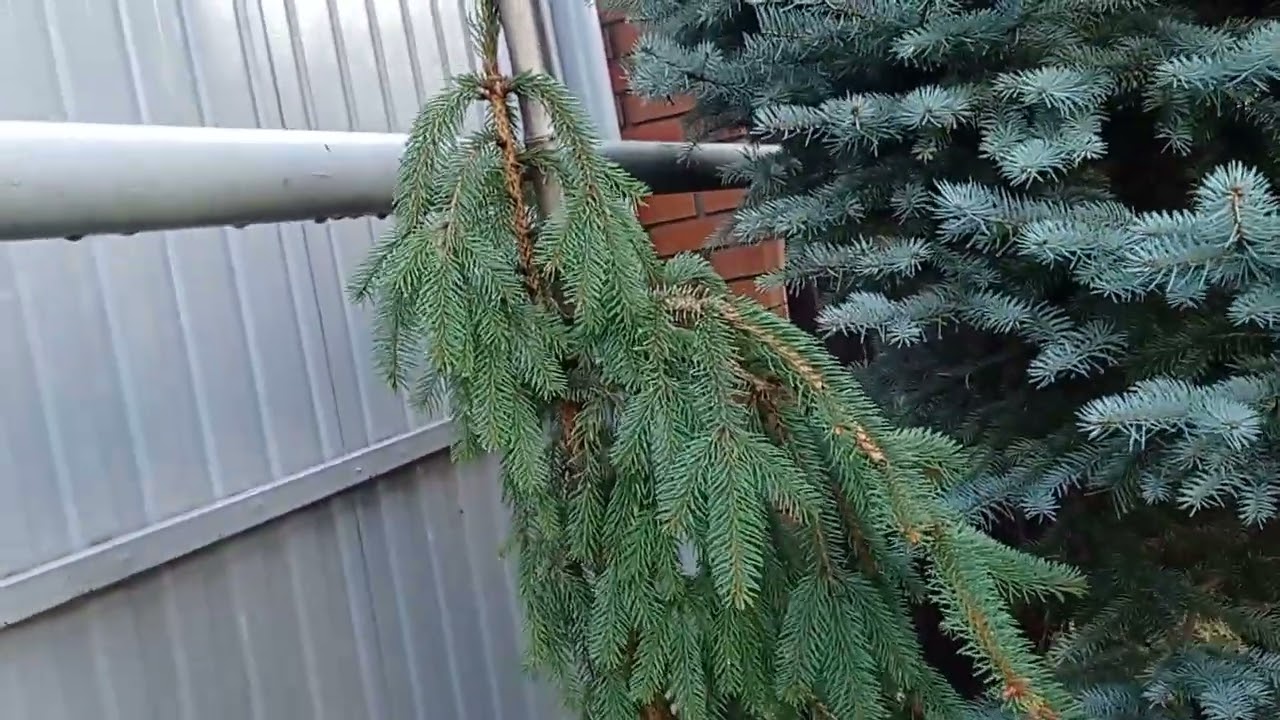 Любимый сад 🏡❤️🍁.