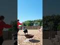 中型犬2匹と旅したら