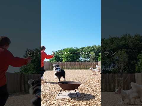 中型犬2匹と旅したら
