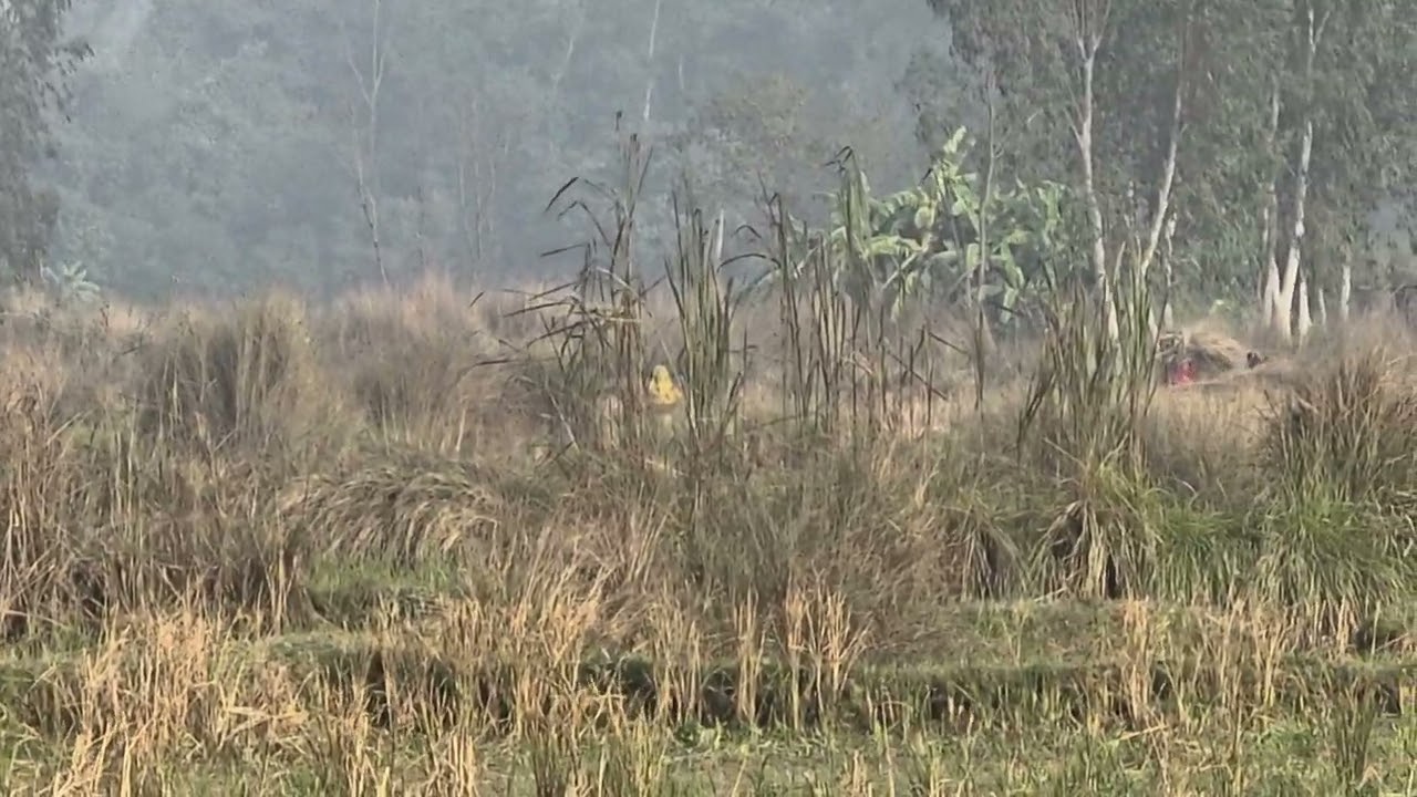 This video capture by  zoom King Samsung S25 Ultra