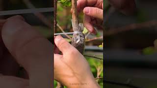Simple Plant Tricks for Smart gardeners 🌿✨
We advise adult supervision and care at all times. This video is made for entertainment purposes. We do not make any warranties about the completeness, safety and reliability. Any action you take upon the information on this video is strictly at your own risk, and we will not be liable for any damages or losses. It is the viewers responsibility to use judgment, care and precautions if one plans to replicate.
The following video might feature activity performed by our actors within controlled environment- please use judgment, care, and precaution if you plan to replicate.
All product and company names shown in the video are trademarks™️ or registered®️ trademarks of their respective holders. Use of them does not imply any affiliation with or endorsement by them.
▶️ TheSoul Music: https://www.music.thesoul-publishing.com
◉ Our Spotify: https://sptfy.com/TheSoulMusic
◉ TikTok: https://www.tiktok.com/@thesoul.music
◉ YouTube: / @thesoulsound
◉ 5-Minute Crafts: / @5minutecraftsyoutube
◉ 5-Minute Crafts DIY: / @5minutecraftsdiy
◉ 5-Minute Crafts PLAY: / @5minutecraftsplay
◉ Music by Epidemic Sound: https://www.epidemicsound.com/ Simple Plant Tricks for Smart gardeners 🌿✨