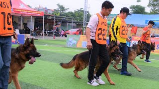 Những con chó Becgie đực đẹp nhất Việt Nam dogshow tranh VA VNSV2019 German Shepherd